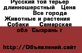 Русский той-терьер длинношерстный › Цена ­ 7 000 - Все города Животные и растения » Собаки   . Самарская обл.,Сызрань г.